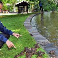 ribuan-kodok-milik-jokowi-mati-diterkam-biawak