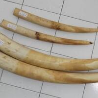 selundupkan-5-gading-gajah-dari-malaysia-2-warga-ntt-masuk-bui