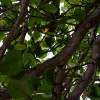 alun-alun-nikonian---part-14