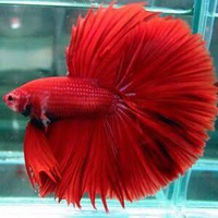 tutorial-cara-memberikan-cupang-full-fict