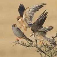 foto-foto-alam-liar-terbaik-ini-memotretnya-butuh-perjuangan-loh