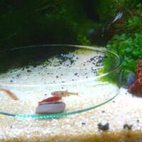 aquascape-for-everyone-learning-and-sharing---part-3