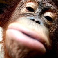 ledakan-di-konser-ariana-grande-telan-korban-jiwa