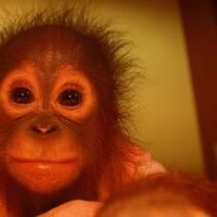 ledakan-di-konser-ariana-grande-telan-korban-jiwa