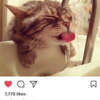kucing-kucing-terlucu-di-instagram-dengan-follower-terbanyak