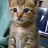 6-ras-kucing-ini-menggemaskan-banget-cocok-banget-buat-dipelihara-di-rumah-gan