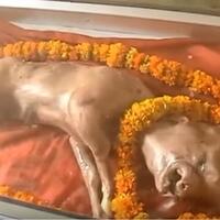 heboh-anak-sapi-baru-lahir-wajahnya-mirip-manusia-dianggap-titisan-dewa