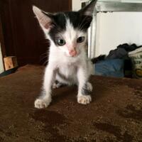 thread-hibah-adopsi-peliharaan-dan-kehilangan---part-3