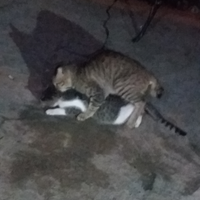 inikah-yang-terjadi-kalau-si-meong-ikut-berpuasa-meme-pus-edition