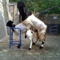 jadi-viral-gadis-cantik-penjual-es-buah-ini-lihatnya-bikin-adem