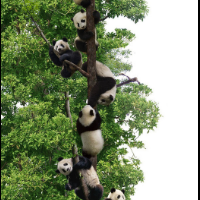 masih-inget-longcat-yang-fenomenal-ini-versi-pandanya