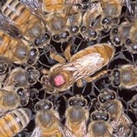 mengenal-lebah-afrikanisasisang-lebah-madu-pembunuh-berkoloni