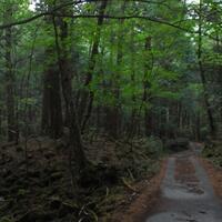 5-fakta-seram-hutan-aokigahara-lokasi-bunuh-diri-terpopuler-di-jepang