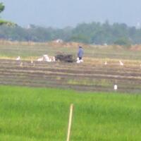 pesawat-lion-air-tabrak-burung-kuntul-di-surabaya-moncong-penyok