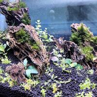 aquascape-for-everyone-learning-and-sharing---part-3