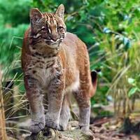 kucing-merah-khas-pulau-borneo-kalimantan-yang-langka