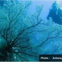 35-persen-terumbu-karang-indonesia-rusak-berat