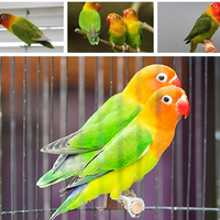 suara-burung-lovebird-masteran-aplikasi-android