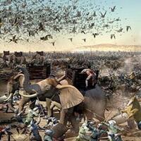 Balasan Dari Viral Penampakan Burung Ababil Di Palestina Benarkah