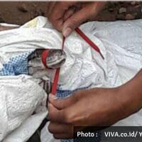 ular-piton-hebohkan-warga-saat-sahur