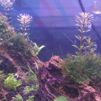 aquascape-for-everyone-learning-and-sharing---part-3