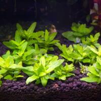 aquascape-for-everyone-learning-and-sharing---part-3