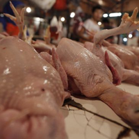 menengok-proses-pemotongan-ayam-halal-secara-massal