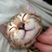 kenapa-kucing-dan-anjing-suka-dielus
