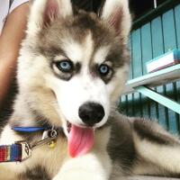 new-siberian-husky-lovers---read-page-1-for-update---part-2