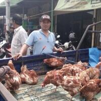 permintaan-naik-ayam-afkiran-banyak-dijual-di-pasar-di-jepara