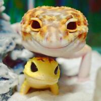 foto-lucu-gecko-ini-bakal-bikin-agan-tersenyum