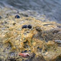 alun-alun-nikonian---part-14