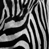 alun-alun-nikonian---part-14