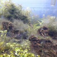 aquascape-for-everyone-learning-and-sharing---part-3