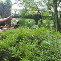 cerita-kepala-ragunan-jokowi-datang-gorilla-pun-jadi-penurut
