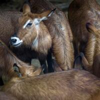 alun-alun-nikonian---part-14