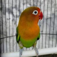 lovebird-lovers---part-1