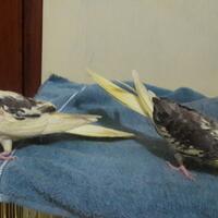 8776877698299829-penggemar-cockatiel---falck---parkit-australi-9829982987768776