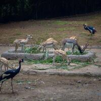 alun-alun-nikonian---part-14