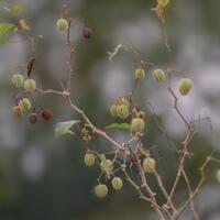 alun-alun-nikonian---part-14