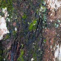 alun-alun-nikonian---part-14