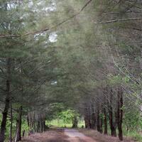 alun-alun-nikonian---part-14