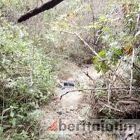 pengemudi-mobilio-diduga-tewas-akibat-ketakutan-di-tengah-hutan