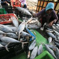 masyarakat-negara-maritim-harus-gemar-makan-ikan