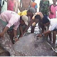 lipi-ambon-terjunkan-tim-selidiki-temuan-hewan-laut-misterius