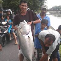 pemancing-ini-dapet-ikan-gt-di-sungai-kok-bisa