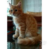 cat-lovers-kaskus-read-page-1-first---part-5