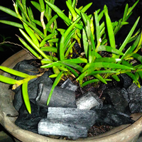 pecinta-anggrek-specieskangen-bgt-nih