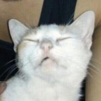 begini-jadinya-si-meong-kalau-udah-kebangetan-banget-ngantuknya-nyengir-inside