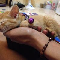 begini-jadinya-si-meong-kalau-udah-kebangetan-banget-ngantuknya-nyengir-inside